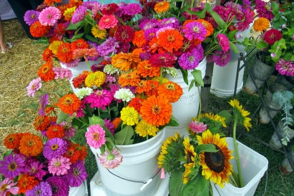 Carrboro flowers